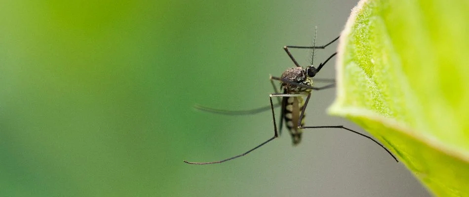 Mosquito on a leaf in Grand Rapids, MI.