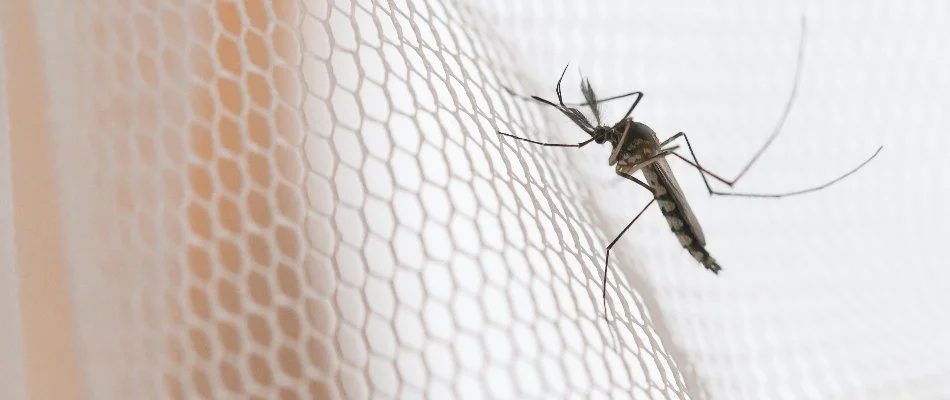 Trimmed plants and colorful flowers on a landscape in Fort Mill, SC, beside a green lawn.