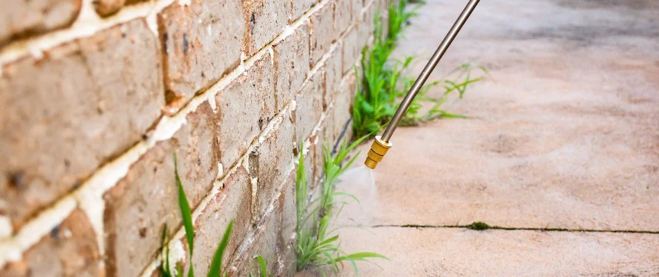 Pest control treatment along a building in Grand Rapids, MI.