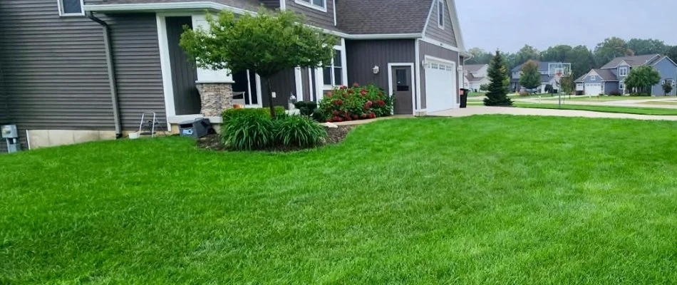 Plants on a lawn in Jenison, MI.
