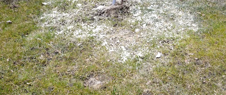 Lime treatment on a lawn in Grand Rapids, MI.