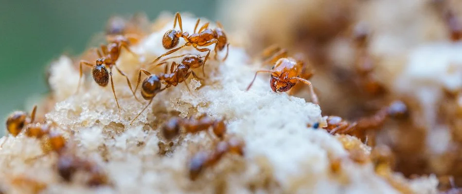 Queen ant in East Lansing, MI, surrounded by other worker ants.