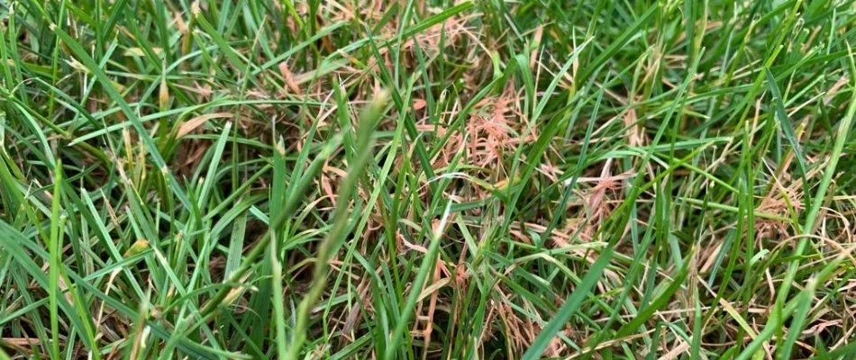 Lawn in Grand Rapids, MI, with red thread disease.