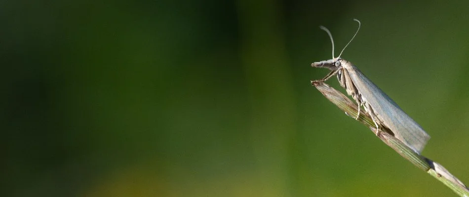 Sod webworm on the tip of a plant in Grand Rapids, MI.