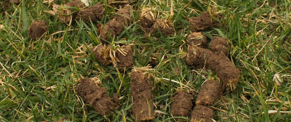 Soil cores on a recently aerated lawn in Grand Rapids, MI.