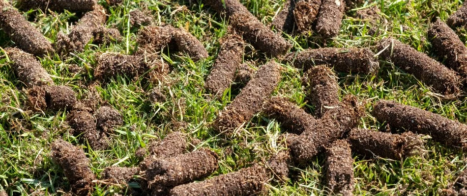 Soil plugs on a lawn after aeration.