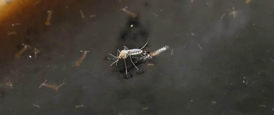 Stagnant water in Grand Rapids, MI, with mosquito laying eggs.