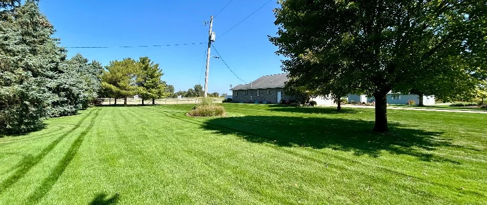 Trees on fertilized, green grass in Grand Rapids, MI.