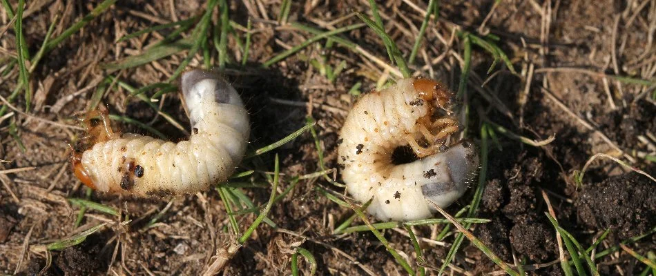 Two white grubs on soil with grass in Grand Rapids, MI.