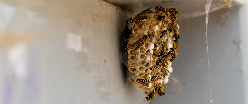 Wasp nest on a house in Grand Rapids, MI.