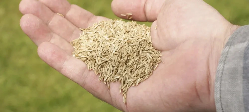 How Long Does it Take Grass Seed to Grow?
