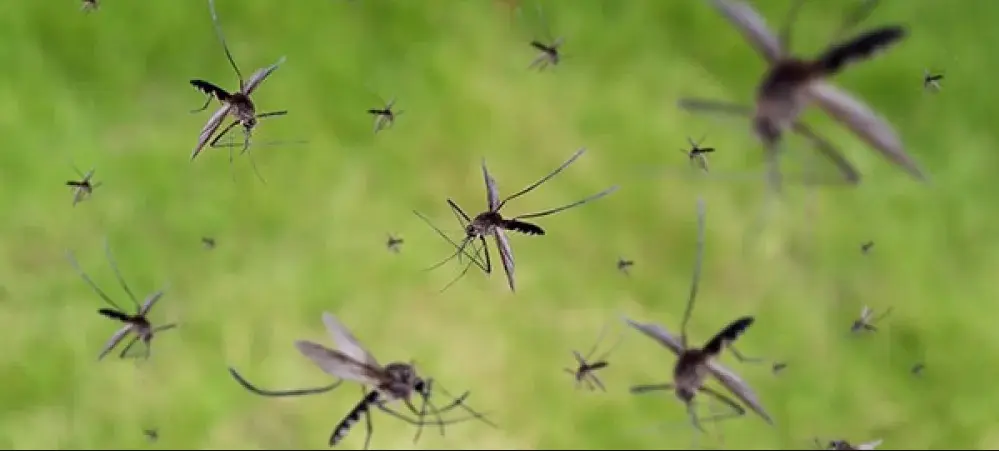 How to Keep Mosquitoes Out of Your Yard