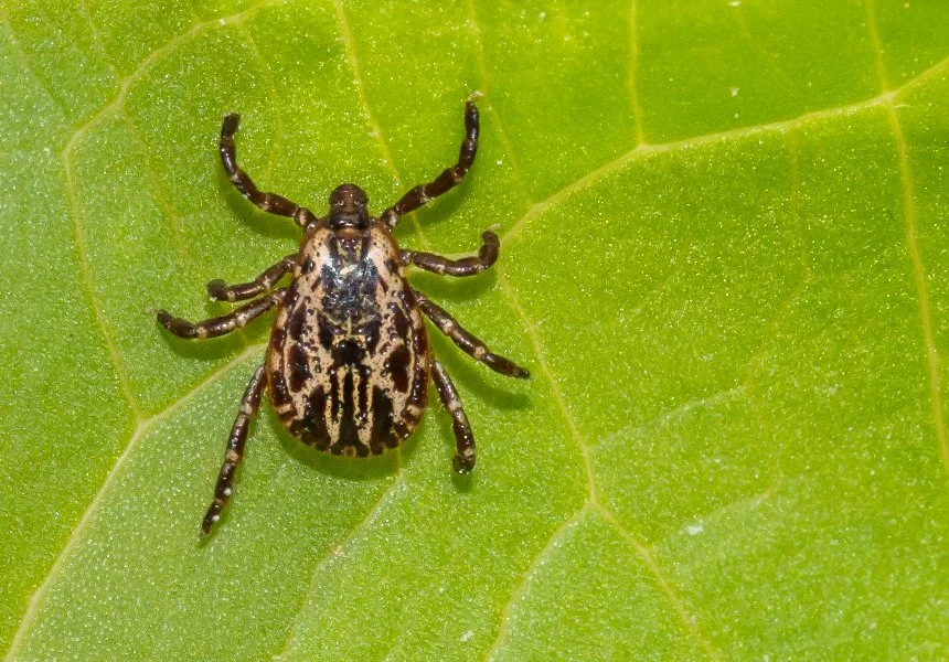 View of a home with palm trees and a patio with a pool in Lansing, MI.
