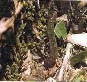 a sod webworm