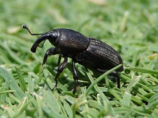 a billbug