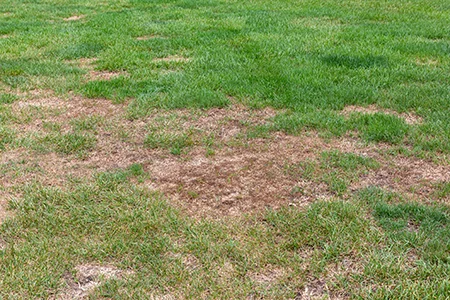 lawn damage