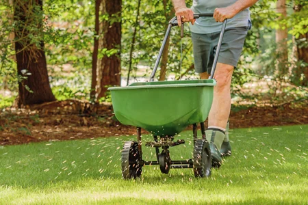 overseeding lawn