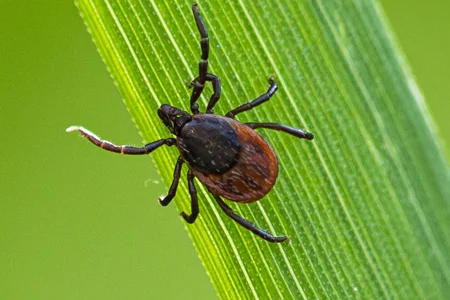 tick on blade of grass