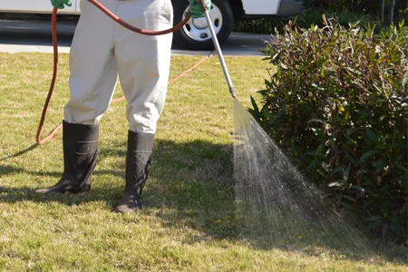 spraying for weeds