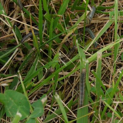 army worms in grass