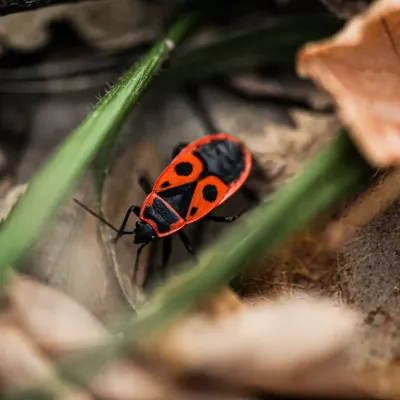 a chinch bug on a leaf