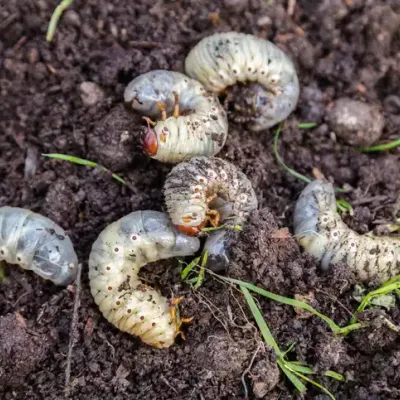 lawn grubs on soil