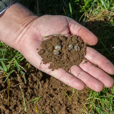 grubs in mans hand