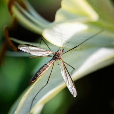 a crane fly on a leaf