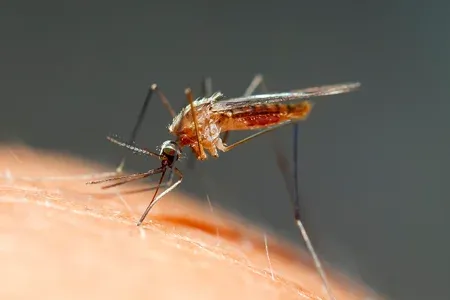 closeup of mosquito on someone's arm