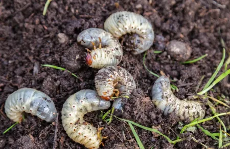 grubs in soil