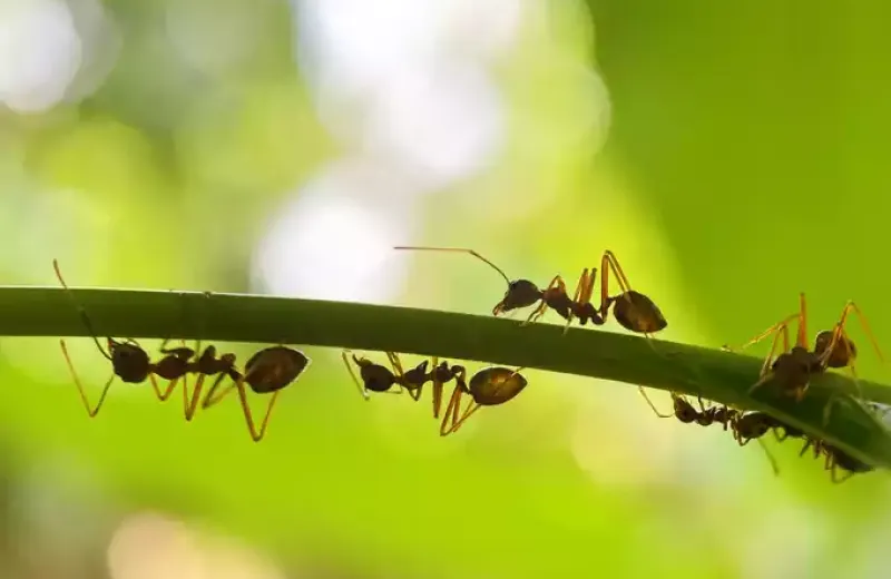 ants crawling on a plant stem