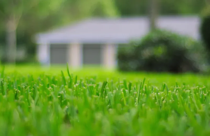 closeup of grass