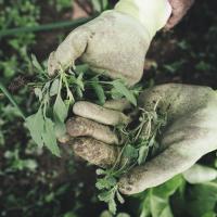 Gloved Hands Holding Weeds