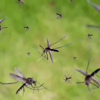 a swarm of mosquitoes in flight
