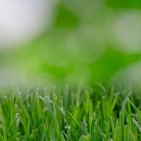 a close up of grass