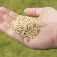 grass seed in a hand