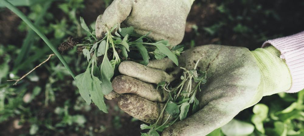 Gloved Hands Holding Weeds