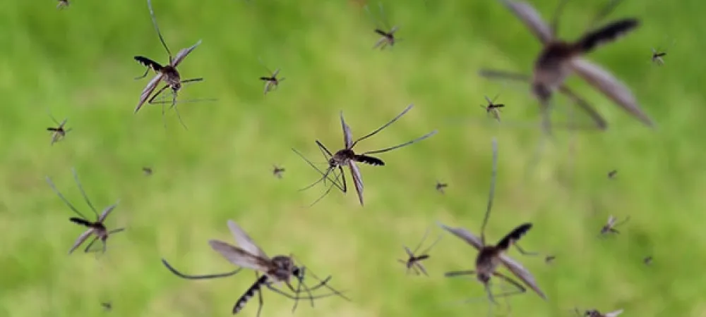 a swarm of mosquitoes in flight