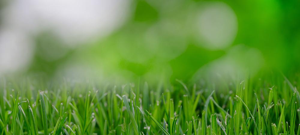 a close up of grass