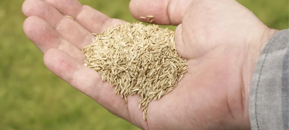 grass seed in a hand