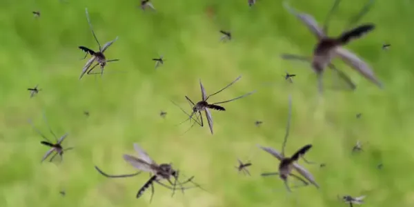 mosquitoes